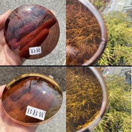 度付き交換レンズ製作 - LenzFlip Japan