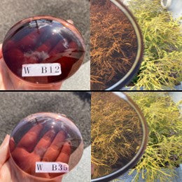 度付き交換レンズ製作 - LenzFlip Japan